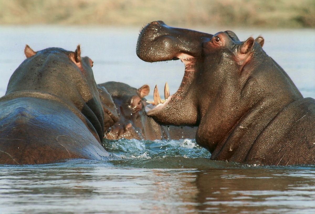 Group of Hippo's