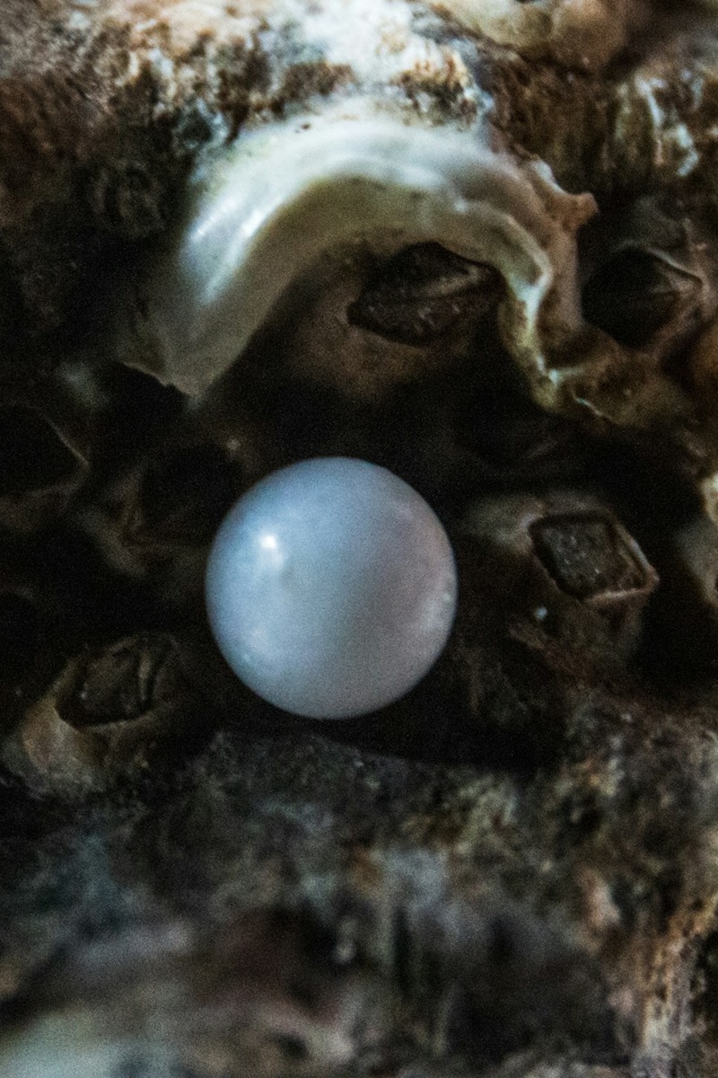 Pearl in oyster