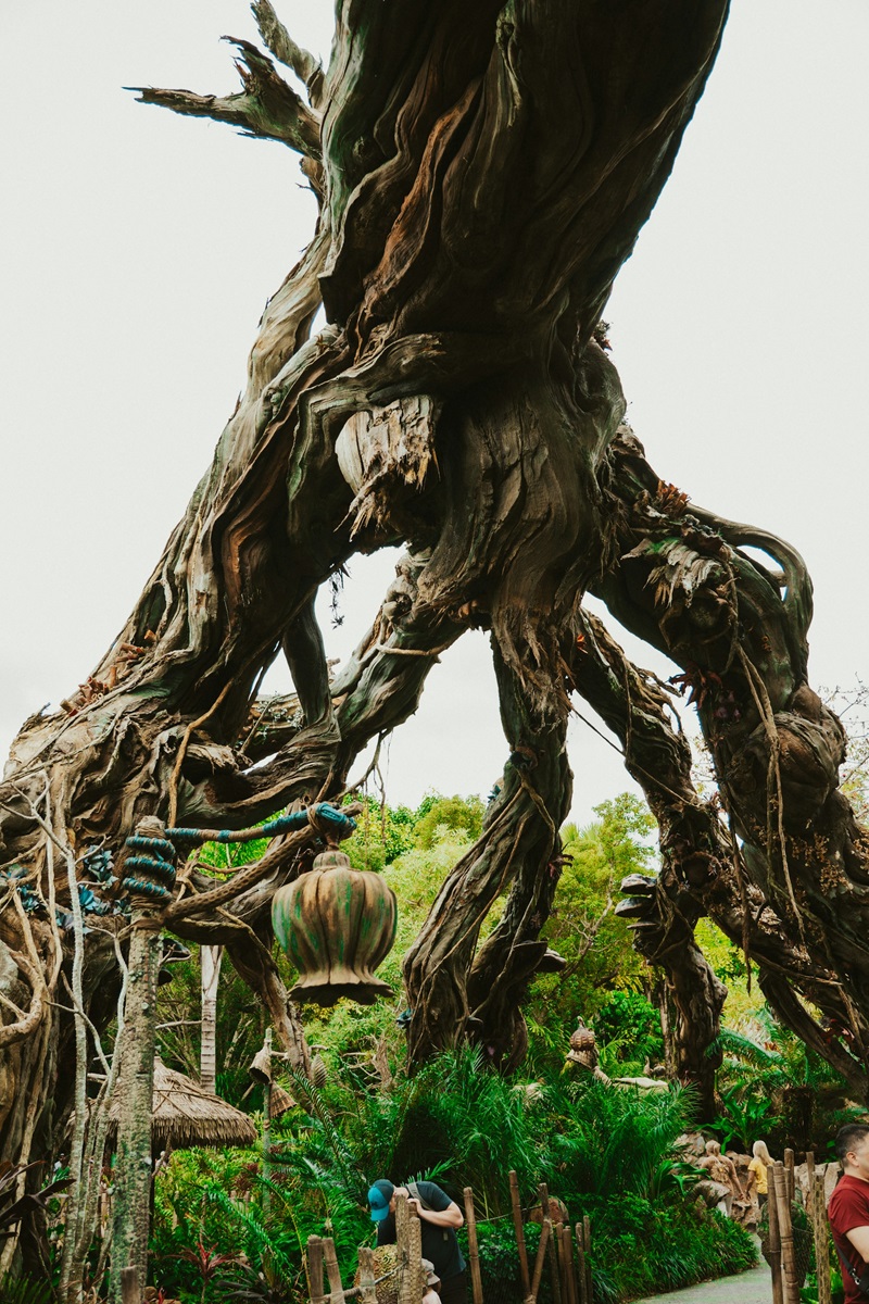 Large tree roots at Animal Kingdom