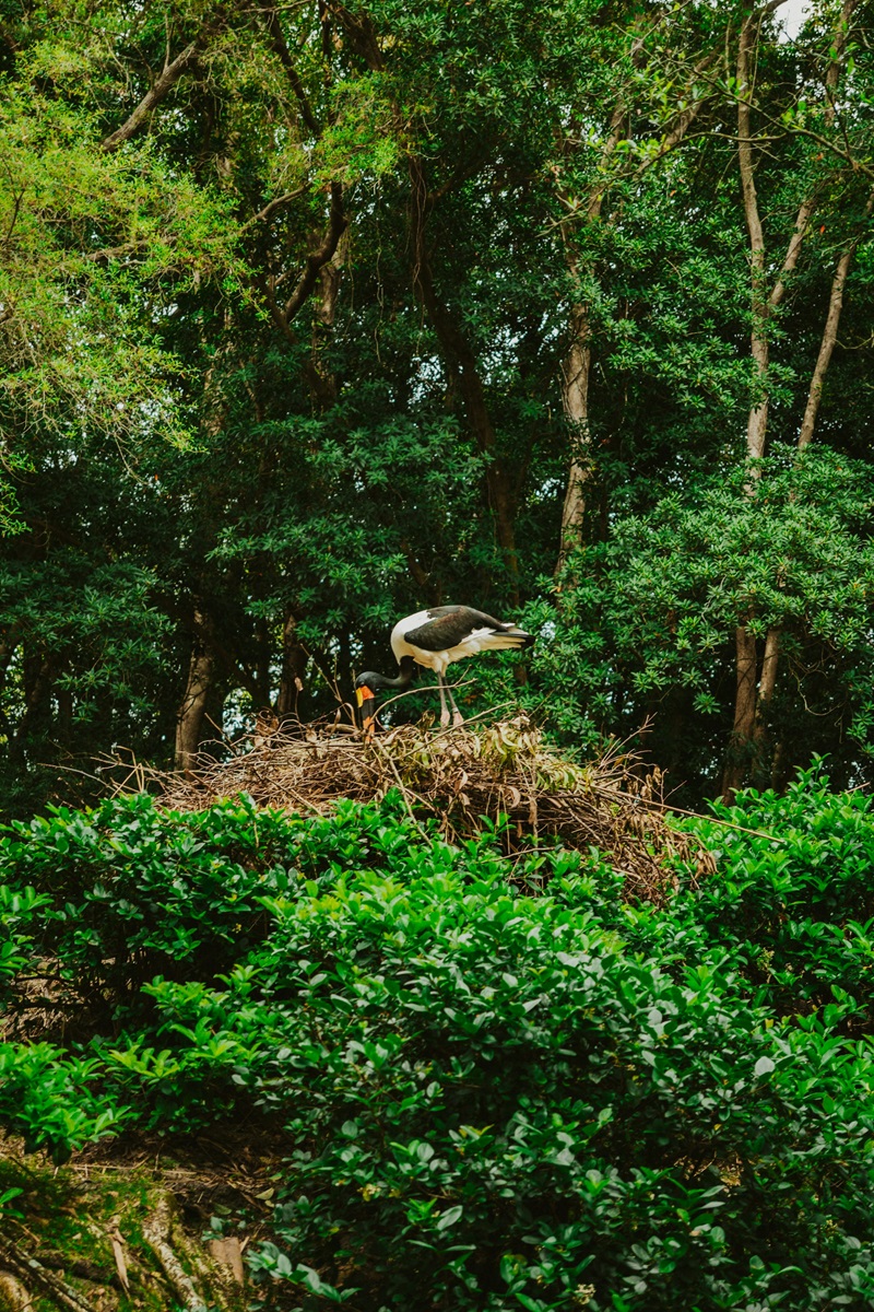 Nesting birds at Animal Kingdom