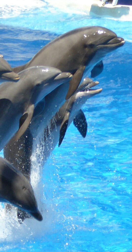 Group of dolphins in lagoon
