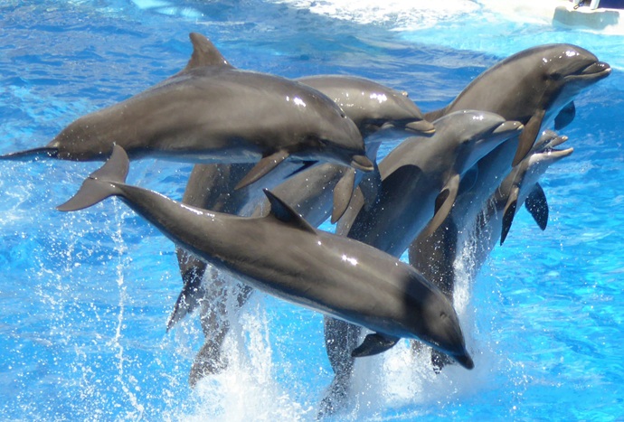 Group of Dolphins leaping out of pool
