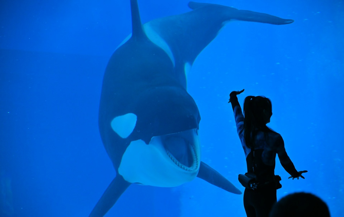Orca behind glass with silhouette