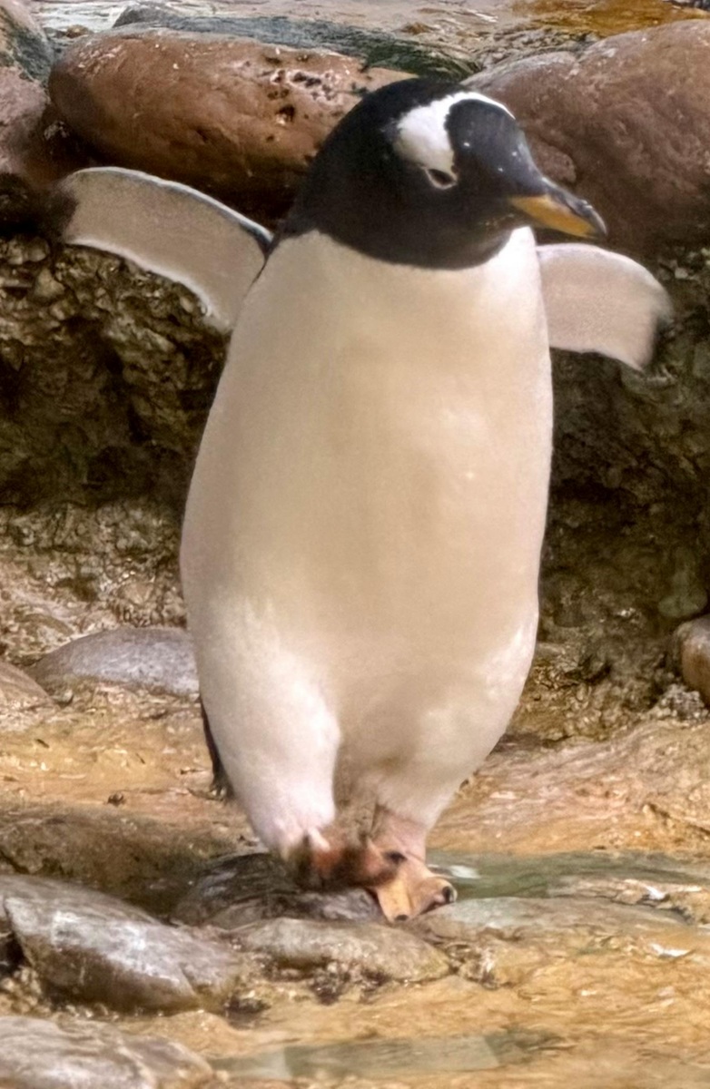 Small penguin with wings out