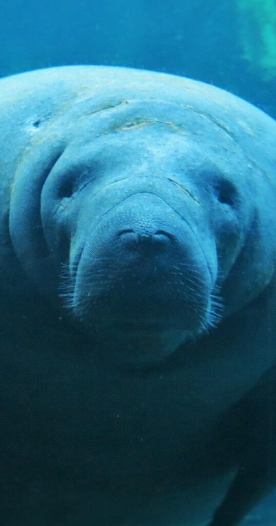 Close-up of Manatee in tank